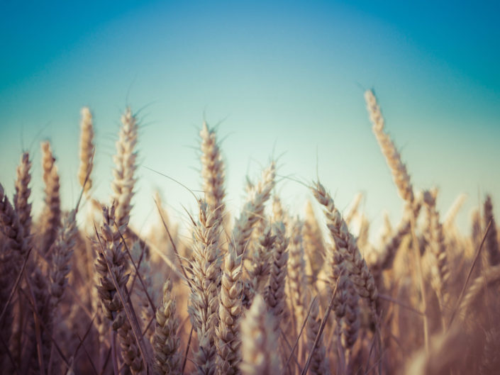 Wheat
