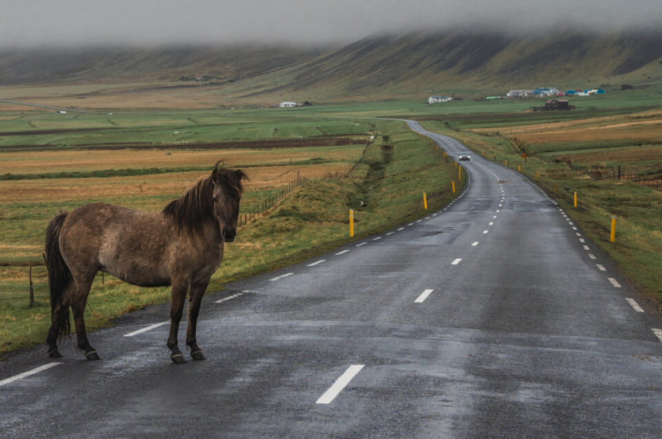 Natur’ligvis Island